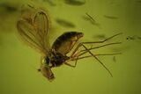 Three Large, Detailed Fossil Flies (Diptera) In Baltic Amber #50566-3